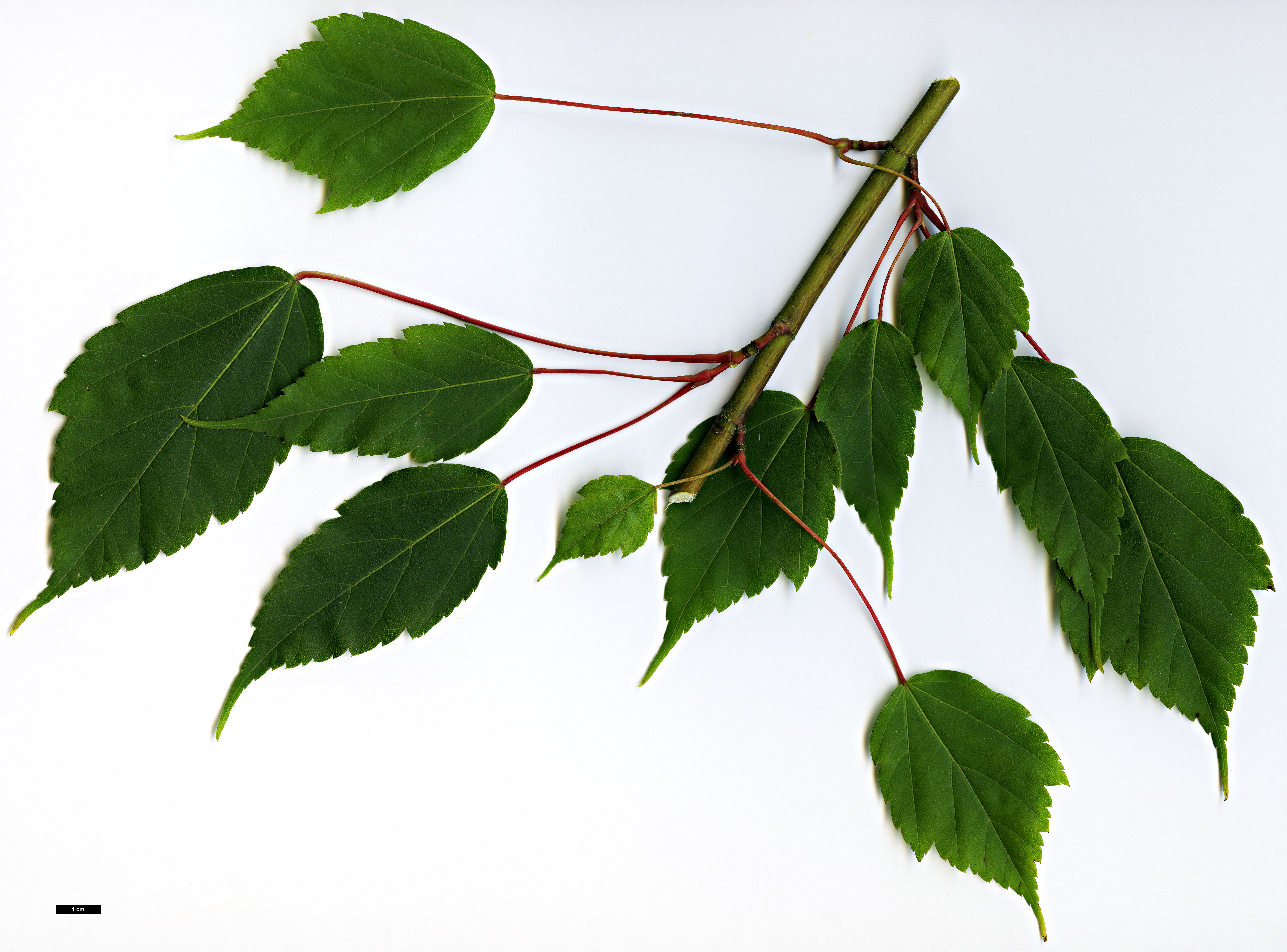 High resolution image: Family: Sapindaceae - Genus: Acer - Taxon: stachyophyllum